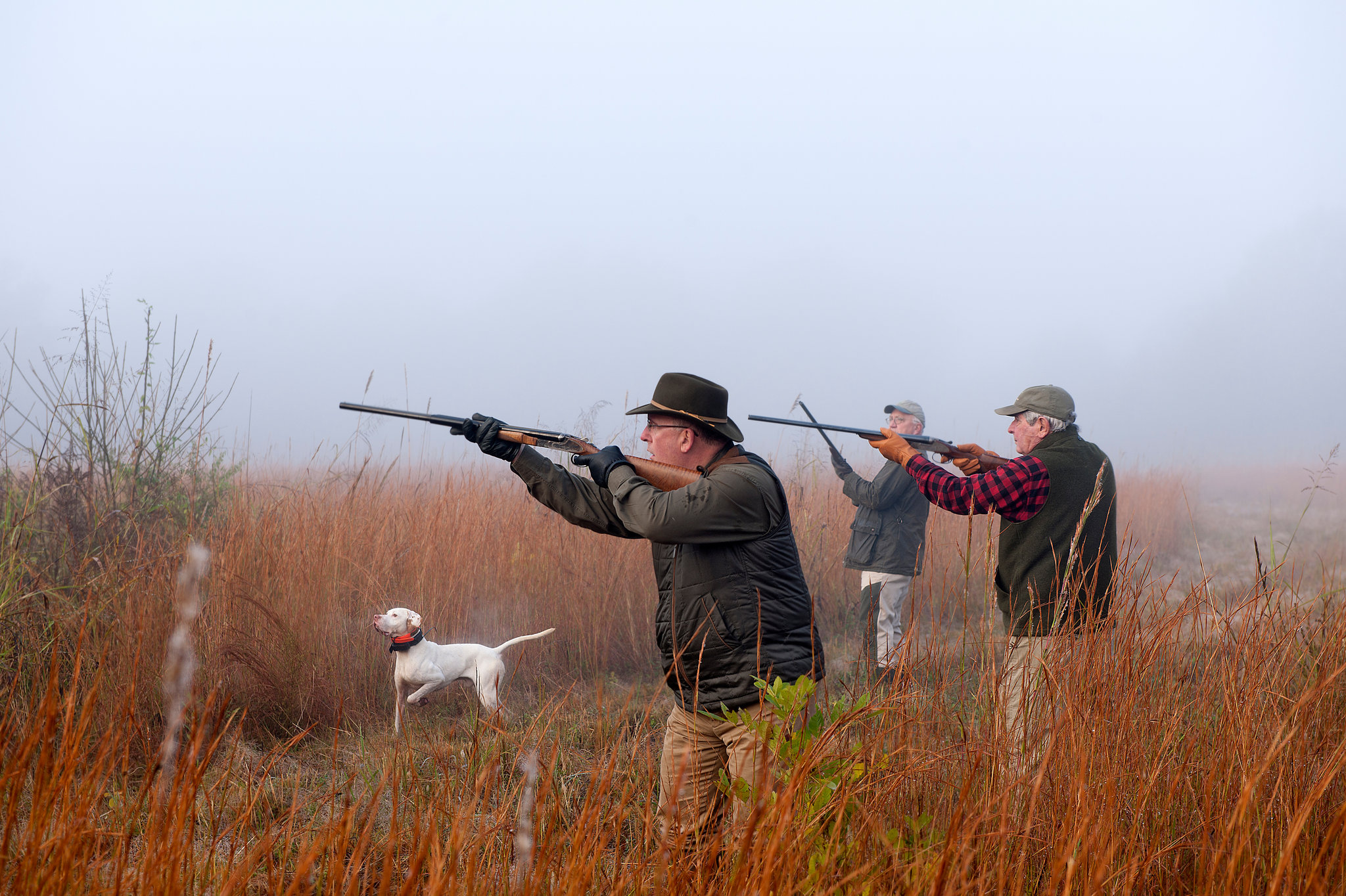 Tips To Help You Prepare Hunting Dogs