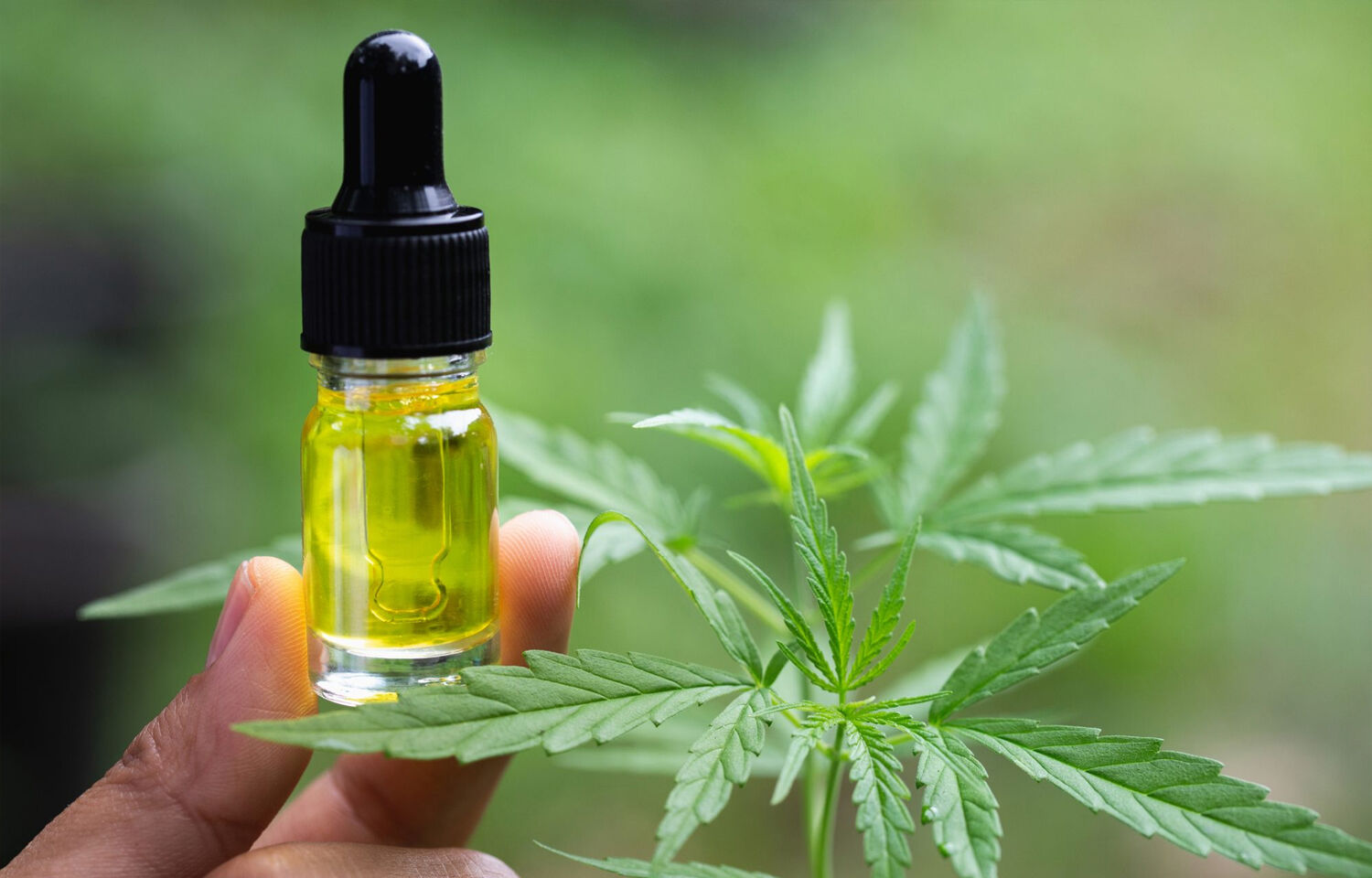 Cbd Oils: The Best Three Worth Trying Out