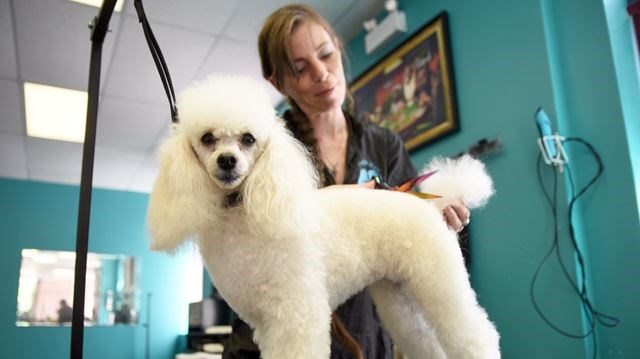 How to find the best dog grooming salon?