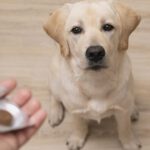 Benefits of probiotic for dogs